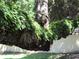 Large tree with ferns growing on it at 3001 58Th S Ave # 701, St Petersburg, FL 33712