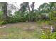 Overgrown backyard with lush landscaping and trees at 1018 E Hanna Ave, Tampa, FL 33604