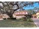 House with a large oak tree in the front yard at 1962 Freedom Dr, Clearwater, FL 33755