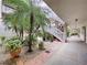 Tropical garden with palm trees and walkway at 1012 Pearce Dr # 211, Clearwater, FL 33764