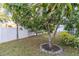 Landscaped backyard with a large tree at 17436 Lawn Orchid Loop, Land O Lakes, FL 34638