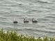 Three pelicans in calm water near mangrove vegetation at 5700 Escondida S Blvd # 302, St Petersburg, FL 33715