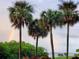 View of a rainbow behind palm trees and a bridge at 2616 Cove Cay Dr # 102, Clearwater, FL 33760