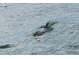 Dolphin swimming in the ocean near the community at 7 Elgin Pl # 401, Dunedin, FL 34698