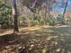 Wooded area with grass and pine straw at 103 Old Mill Pond Rd, Palm Harbor, FL 34683