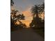 Residential street lined with palm trees at sunset, offering a serene neighborhood view at 1030 Charles St, Clearwater, FL 33755