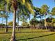 Dog park with palm trees and shade at 4498 Lake Blvd, Clearwater, FL 33762