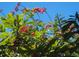 Close-up of bright red flowers against blue sky at 2234 Preservation Green Ct, Sun City Center, FL 33573