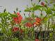 Vibrant red hibiscus flowers in full bloom at 2234 Preservation Green Ct, Sun City Center, FL 33573