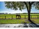 Brown horse grazing in a grassy pasture at 17120 Boy Scout Rd, Odessa, FL 33556