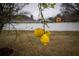 Three ripe lemons hanging from a tree branch in the backyard at 18209 Tivoli Ln, Lutz, FL 33558