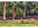 Three deer grazing in a lush, green backyard at 3870 155Th E Ave, Parrish, FL 34219