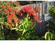 Vibrant backyard with blooming red flowers and a wooden fence at 546 Orangewood Dr, Dunedin, FL 34698