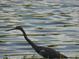 Black bird wading in lake waters at 214 Elmwood Cir # 214, Seminole, FL 33777