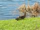 Mother duck and ducklings by the lake at 214 Elmwood Cir # 214, Seminole, FL 33777