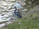 A Heron and Snowy egret sharing the edge of a calm lake at 214 Elmwood Cir # 214, Seminole, FL 33777