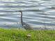 A Heron wading in the shallows of a calm lake at 214 Elmwood Cir # 214, Seminole, FL 33777