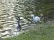 A Heron and Snowy egret sharing the edge of a calm lake at 214 Elmwood Cir # 214, Seminole, FL 33777