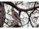 Red-shouldered hawk perched on tree branch at 10 Aster Pl, Oldsmar, FL 34677
