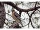 Red-shouldered hawk perched on a tree branch at 40 Aster Pl, Oldsmar, FL 34677