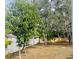 Spacious backyard with mature trees at 4209 Amber Ridge Ln, Valrico, FL 33594