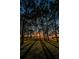Scenic sunset view through tall pines over water at 2700 Bayshore Blvd # 11302, Dunedin, FL 34698