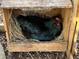 Black hen resting in a wooden nesting box at 1880 Belleair Rd, Clearwater, FL 33764