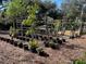 Landscaped garden with various plants and trees at 1880 Belleair Rd, Clearwater, FL 33764