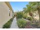 Landscaped walkway between two buildings with tropical plants at 21042 Diamonte Dr, Land O Lakes, FL 34637