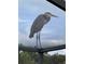 Great blue heron perched atop a screened enclosure at 26932 Sea Breeze Way, Wesley Chapel, FL 33544
