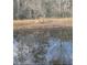 Serene pond with deer grazing on the banks at 26932 Sea Breeze Way, Wesley Chapel, FL 33544