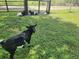 Several goats are in a grassy enclosure at 6614 Papa Guy Ln, Plant City, FL 33565