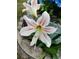 White and red striped lilies in a pot at 37729 Neukom Ave, Zephyrhills, FL 33541