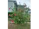 Red hibiscus flowers in the front yard at 37729 Neukom Ave, Zephyrhills, FL 33541