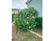 Pink hibiscus flowers near the house at 37729 Neukom Ave, Zephyrhills, FL 33541
