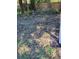 Yard with freshly cut tree branches and leaves at 3445 10Th N Ave, St Petersburg, FL 33713