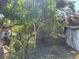 Overgrown backyard with large trees and debris at 3445 10Th N Ave, St Petersburg, FL 33713