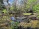 Small swamp with dark, still water and green vegetation at 21732 Bell Lake Rd, Land O Lakes, FL 34639