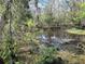 Overgrown swamp with dark water and lush vegetation at 21732 Bell Lake Rd, Land O Lakes, FL 34639