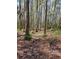 Wooded area with mature trees and undergrowth at 21732 Bell Lake Rd, Land O Lakes, FL 34639