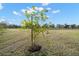 Young lemon tree in a spacious grassy area with mature trees in the background at 3571 Recurve Cir, Sarasota, FL 34240