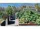 A raised-bed garden featuring a variety of herbs and vegetables at 4748 Ballast Crest Cv, Land O Lakes, FL 34638