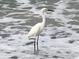 Beautiful photo of a white Snowy Egret wading in the surf on a sandy beach near the ocean at 100 Bluff View Dr # 401A, Belleair Bluffs, FL 33770
