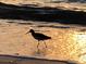 Serene beach scene showcasing a bird walking in shallow water with sunlit water at 100 Bluff View Dr # 401A, Belleair Bluffs, FL 33770