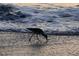 Photo of shorebird in the surf, creating a serene and picturesque coastal environment at 100 Bluff View Dr # 401A, Belleair Bluffs, FL 33770