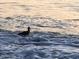 Scenic beach photo with shorebird in the surf, creating a serene and picturesque coastal environment at 100 Bluff View Dr # 401A, Belleair Bluffs, FL 33770