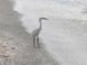 White bird standing on sandy beach near ocean at 100 Bluff View Dr # 401A, Belleair Bluffs, FL 33770