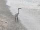 A striking white egret stands tall on a sandy beach with shells, blending nature and the sea at 100 Bluff View Dr # 401A, Belleair Bluffs, FL 33770