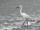 Elegant white egret wading in the shallow ocean water, emphasizing the area's natural beauty at 100 Bluff View Dr # 401A, Belleair Bluffs, FL 33770