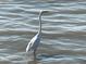 A Great Egret wading in shallow water, searching for its next meal at 100 Bluff View Dr # 401A, Belleair Bluffs, FL 33770